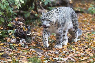 A snow leopard strides through an autumnal forest, leaves around it, snow leopard, (Uncia uncia),