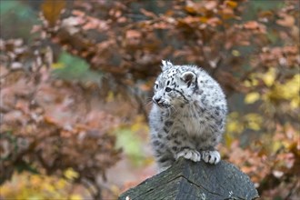 A snow leopard young perched on a vantage point with a view over autumn-coloured trees, snow