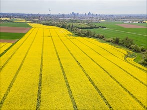 A rape field in the north-west of Frankfurt is in full bloom, while the silhouette of Frankfurt's