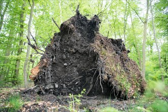 Deadwood structure in deciduous forest, large root plate, important habitat for insects and birds,