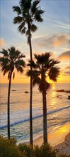 A sunset over the ocean with palm trees in the foreground. The sky is a mix of orange and pink