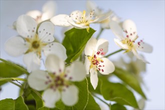 Pear tree blossom (Pyrus), pome fruit family (Pyrinae), meadow orchard, spring, Langgassen,