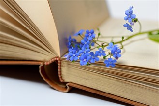 Forget-me-not, flowers in book
