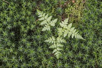 Lady fern (Athyrium filix-femina) in a moss cushion (Polytrichum commune), Emsland, Lower Saxony,
