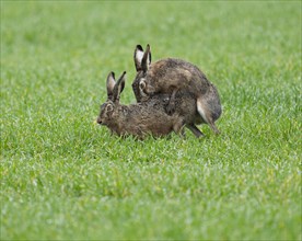 European hare (Lepus europaeus), mating, copula on a grain field, wildlife, Thuringia, Germany,