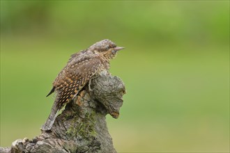 Eurasian wryneck (Jynx torquilla) family of woodpeckers, camouflage-coloured plumage, sits on an
