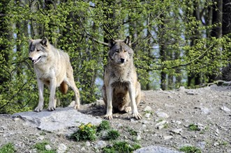 Mackenzie valley wolf (Canis lupus occidentalis), Captive, Germany, Europe, An upright standing