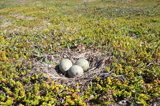 Nest with clutch of Mew Gulls in the tundra, Lapland, Northern Norway, Scandinavia