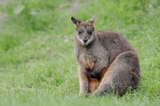 Swamp wallaby (Wallabia bicolor), captive, occurrence in Australia