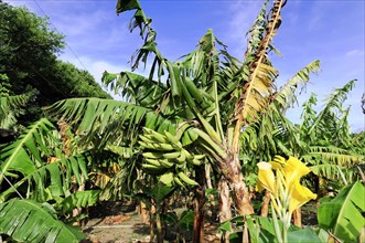 Ometepe Island, Nicaragua, Ripe bananas on bushes next to a yellow flower with green leaves,