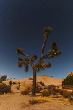 Joshua Tree (Yucca brevifolia), starry sky, Joshua Tree National Park, Mojave Desert, California,
