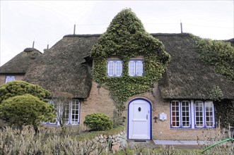 Sylt, North Frisian Island, Schleswig Holstein, Romantic thatched house with ivy and blue shutters,
