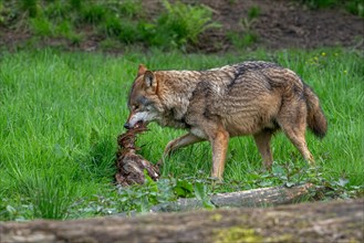 Eurasian wolf, grey wolf (Canis lupus lupus) eating killed bird in forest. Captive