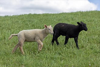Lambs, black and white, sheep, Elbe dyke near Bleckede, Lower Saxony, Germany, Europe