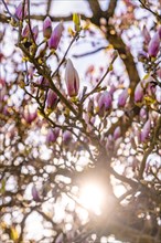 Magnolia buds on a tree in the penetrating sunlight, spring, Calw, Black Forest, Germany, Europe