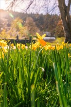 A bright daffodil against a background of green grass and sunlight, spring, Calw, Black Forest,