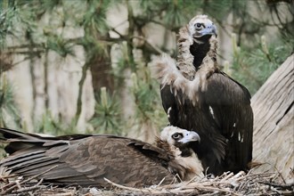 Cinereous vulture (Aegypius monachus), pair at the nest, captive, Germany, Europe