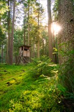 Sunny forest with a raised hide between the trees, Calw, Black Forest, Germany, Europe