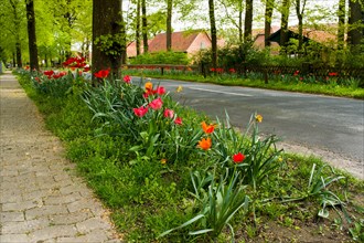 A village street planted with tulips on the roadside