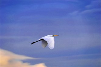 On the way near Rivas, White bird (Ardea alba) in flight against a pastel-coloured sky, Nicaragua,
