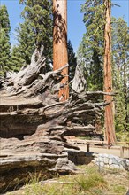 Sequoia trees in Mariposa Grove, Yosemite National Park, California, United States, USA, Yosemite