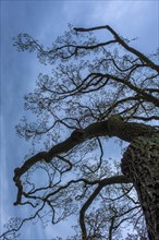 Bare treetop against a blue sky in the castle park, Ludwigslust, Mecklenburg-Vorpommern, Germany,