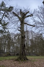 Bald truncated tree in the castle park, Ludwigslust, Mecklenburg-Vorpommern, Germany, Europe