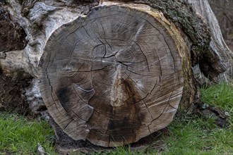 Cut surface of a felled tree with annual rings, palace gardens, Ludwigslust,