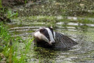 European badger, Eurasian badger (Meles meles) female bathing in shallow water of pond in forest at