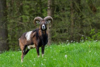 European mouflon (Ovis aries musimon, Ovis gmelini musimon) ram, male with big horns at in meadow