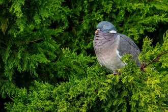 Adult common wood pigeon (Columba palumbus) perched in cypress tree in garden