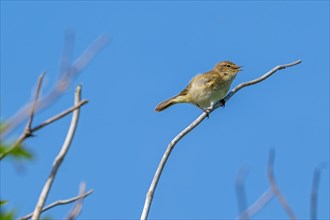 Common chiffchaff (Phylloscopus collybita) singing from dead branch in bush in early spring