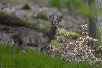 Roebuck in deciduous forest in spring