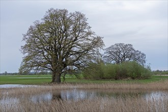 Trees, reeds, water, Elbtalaue near Bleckede, Lower Saxony, Germany, Europe