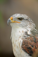 Ferruginous hawk (Buteo regalis), portrait, captive, occurrence in North America