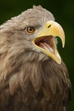 White-tailed eagle (Haliaeetus albicilla) calling, portrait, captive, Lower Saxony, Germany, Europe