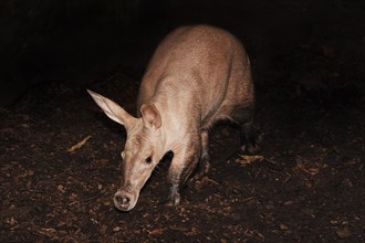 Aardvark (Orycteropus afer), captive, occurrence in Africa