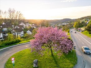 Sunset over a suburb where a blossoming tree stands next to the road, spring, Calw, Black Forest,