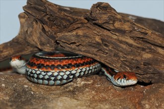 San Francisco garter snake (Thamnophis sirtalis tetrataenia), captive, occurrence in North America