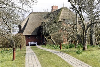 House in Keitum, Sylt, Picturesque thatched house at the end of a path, surrounded by nature in