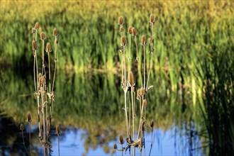 Wheat Ridge, Colorado, Wild teasel (Dipsacus fullonum) growing in a wetland in suburban Denver