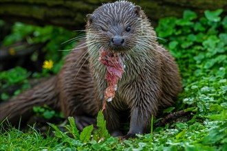 Eurasian otter, European river otter (Lutra lutra) eating caught freshwater fish from lake. Captive
