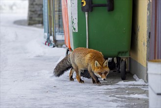 Urban red fox (Vulpes vulpes) scavenging among garbage containers and houses in remote village in