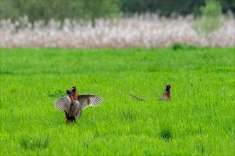 Common pheasant (Phasianus colchicus) male defending mating territory in meadow during the breeding
