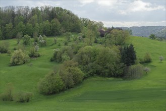 Spring in the Swabian-Franconian Forest nature park Park, Limpurger Berge, Buchhorn, Limpurger