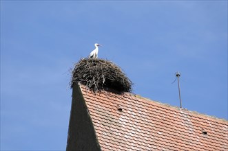 Eguisheim, Alsace, France, Europe, A stork stands in its nest on the gable of a red tiled roof,
