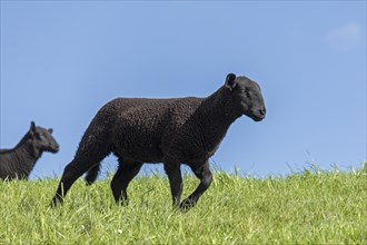 Lambs, black, sheep, Elbe dyke near Bleckede, Lower Saxony, Germany, Europe