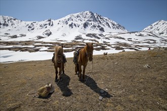 Two horses in front of the mountain peaks in the snowy Tavan Bogd National Park, Mongolian Altai