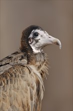 Hooded vulture (Necrosyrtes monachus), portrait, captive, occurrence in Africa
