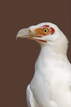 Palm vulture (Gypohierax angolensis), portrait, captive, occurrence in Africa
